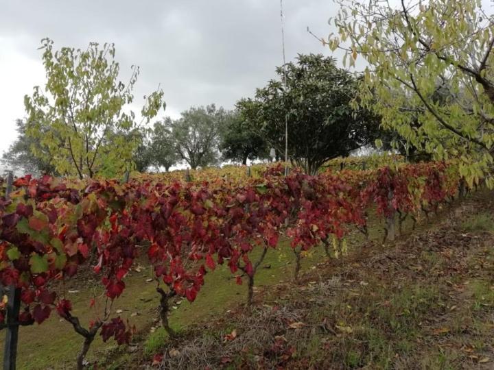 Hospedaria Vale Do Rodo Residencial Peso da Régua Eksteriør billede